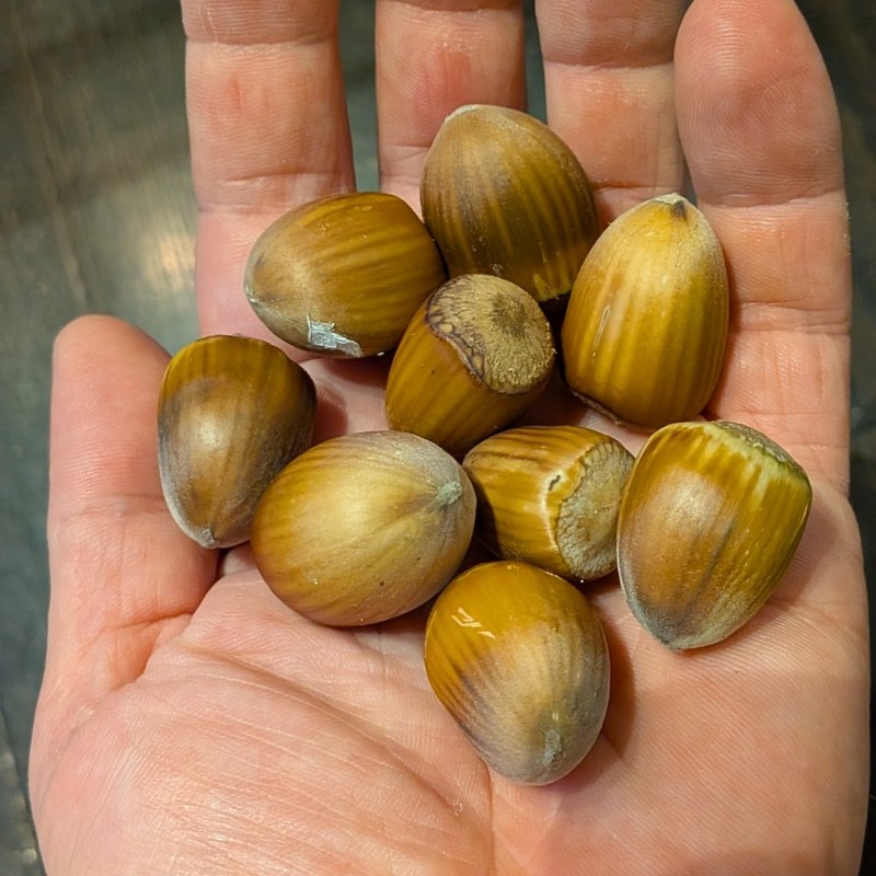 Truxton hazelnuts