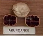 Abundance nut and cross-section from hickory cultivar display board