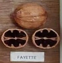Fayette nut and cross-section from hickory cultivar display board