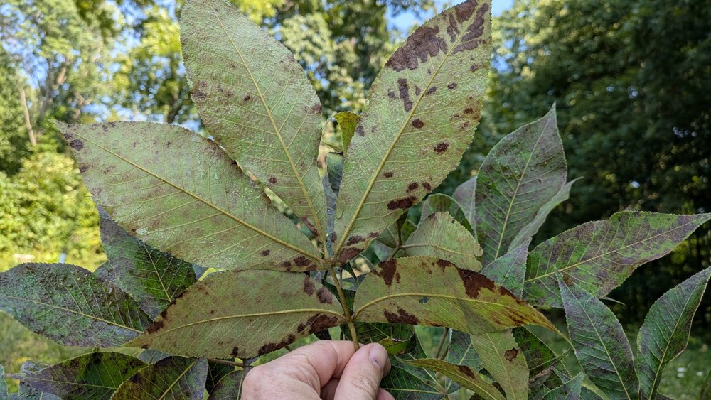 Underside of a Grainger hickory leaf with brown leaf blight blotches
