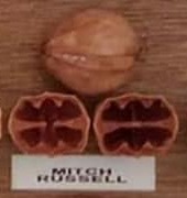 Mitch Russell nut and cross-section from hickory cultivar display board