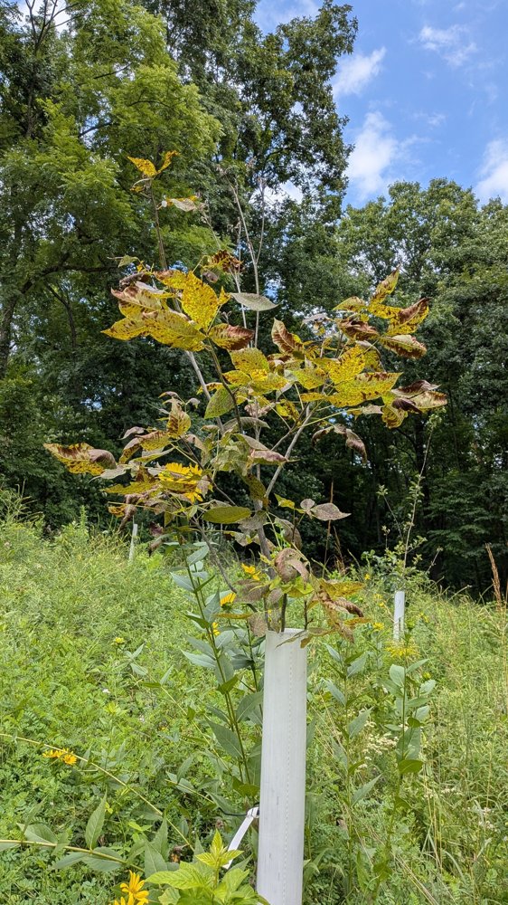 Young Porter hickory tree with yellowing leaves blotched by leaf blight