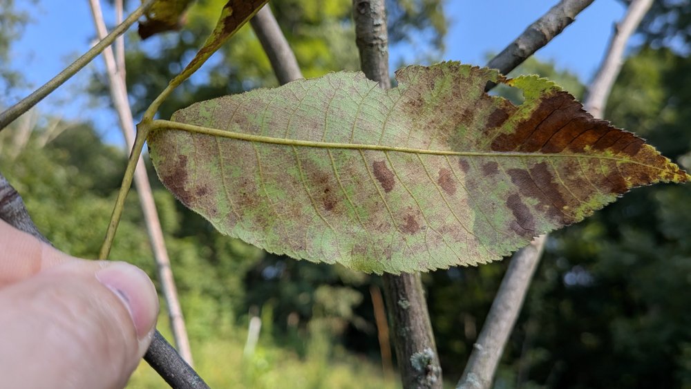 Underside of a Porter hickory leaflet with brown leaf blight lesions