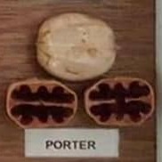 Porter nut and cross-section from hickory cultivar display board