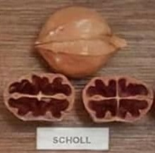 Scholl nut and cross-section from hickory cultivar display board