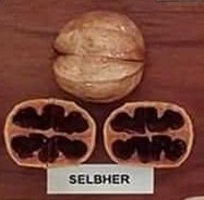 Selbhers nut and cross-section from hickory cultivar display board
