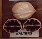 Walters nut and cross-section from hickory cultivar display board