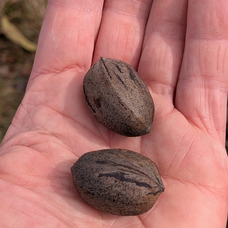 Yates 68 pecans