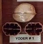 Yoder #1 nut and cross-section from hickory cultivar display board
