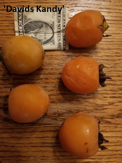 David's Kandy persimmons