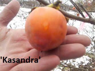 Kasandra persimmon