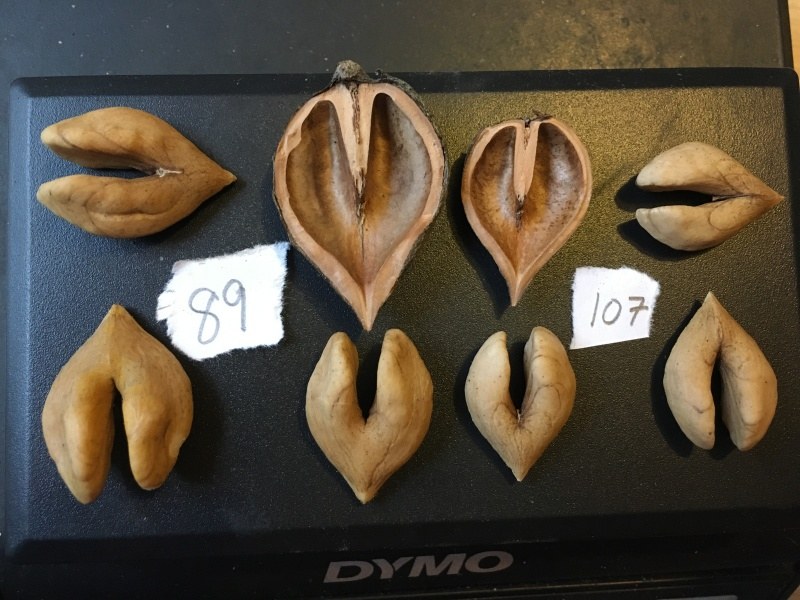 Grimo 89 and Grimo 107 heartnut kernels