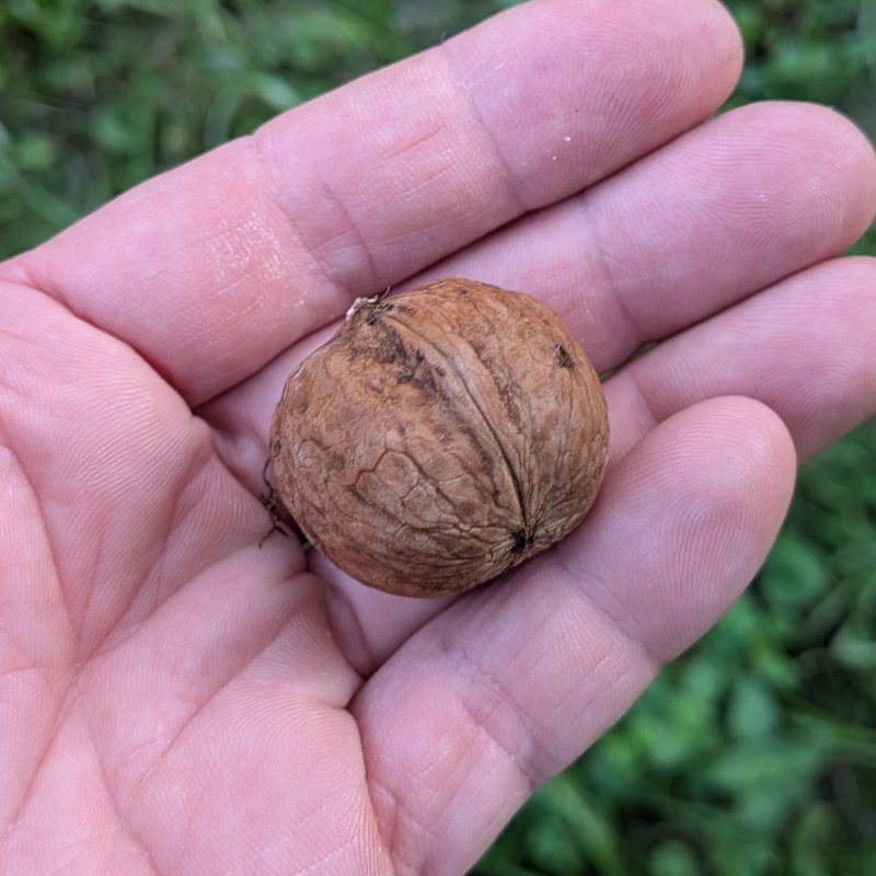 Hansen Persian walnut